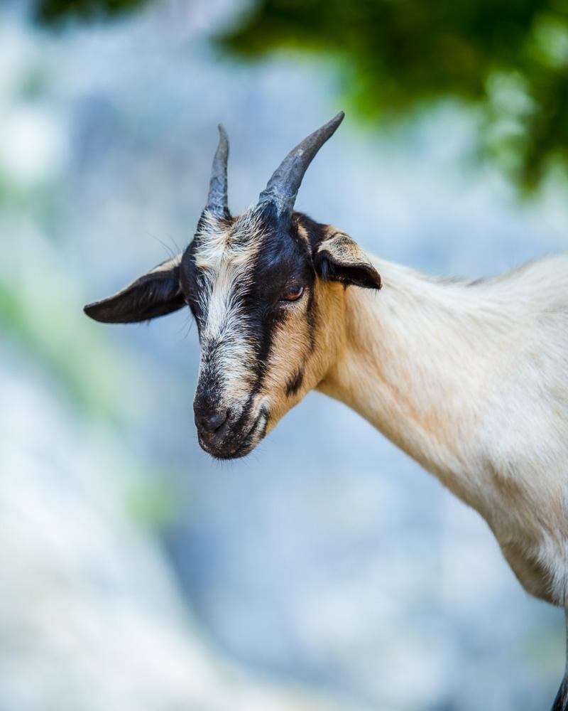 smiling goat on the hike