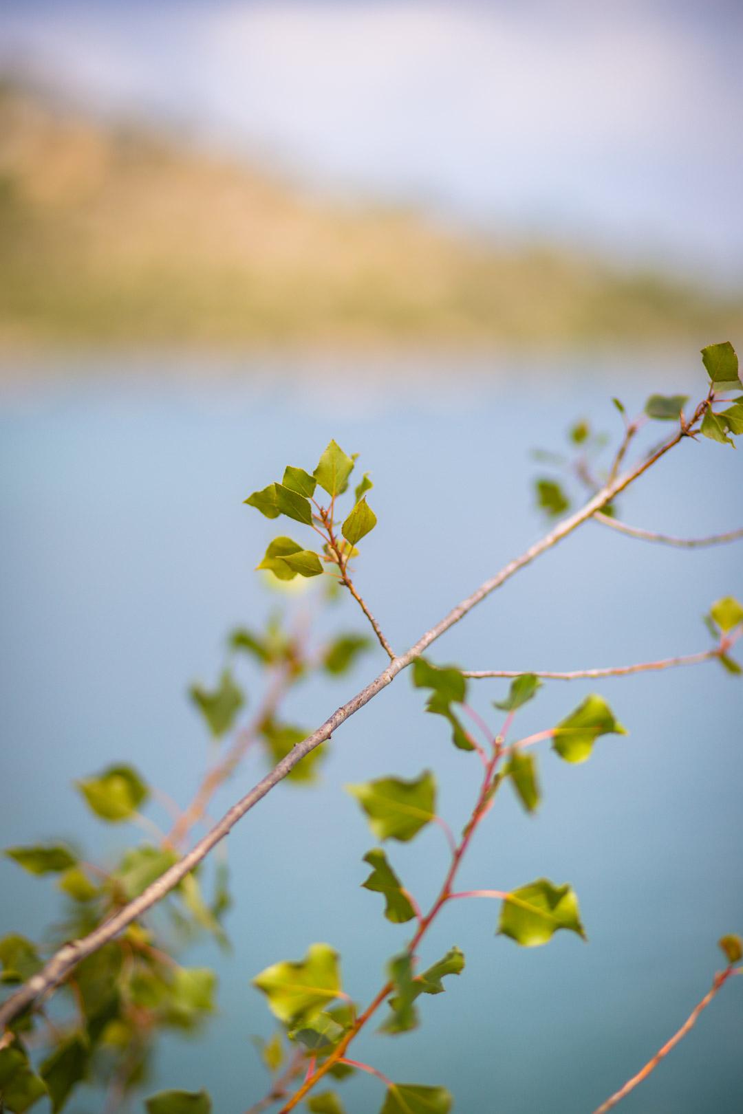 tree in lac esparron de verdon