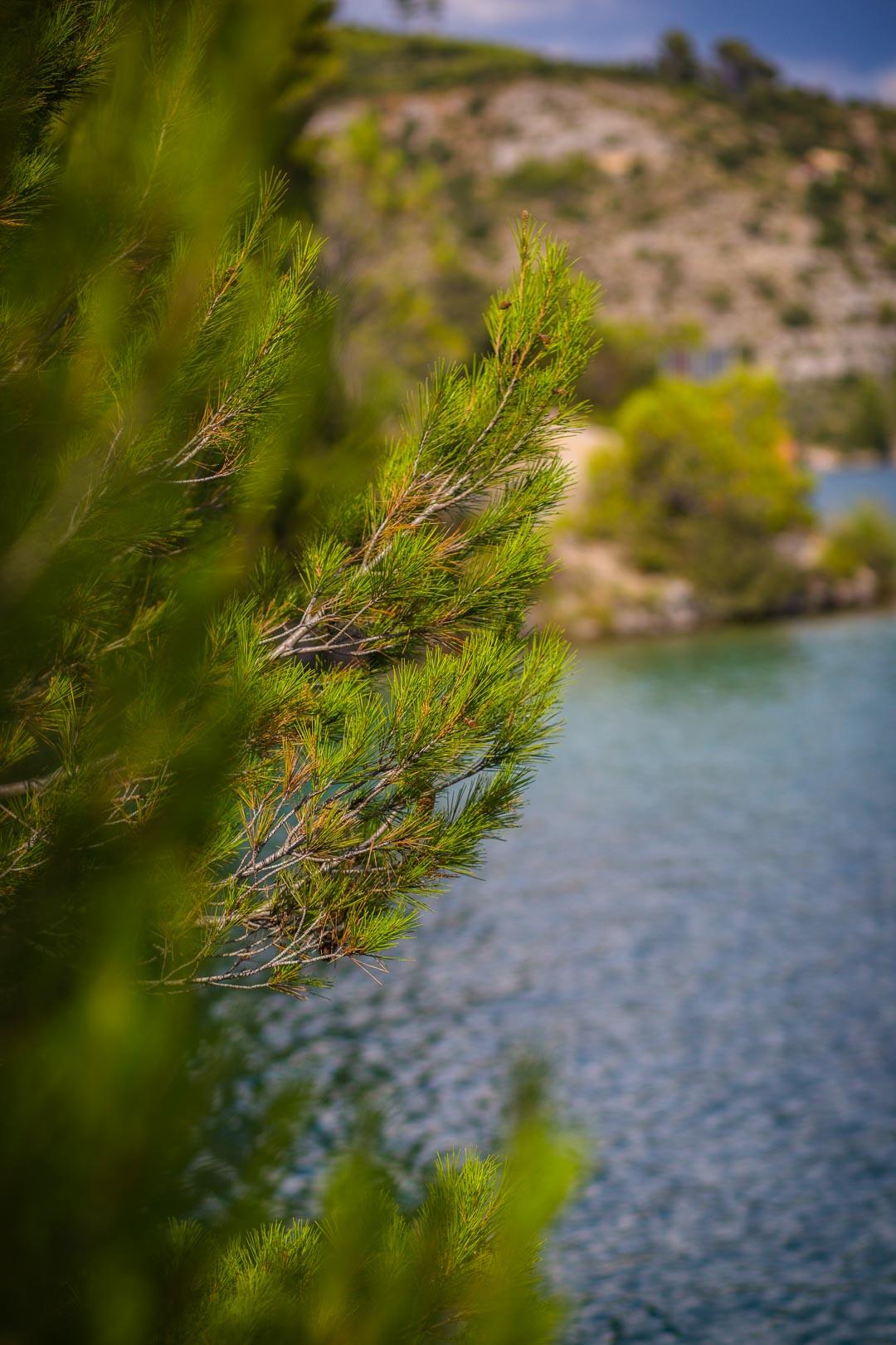 pine tree in lac esparron de verdon