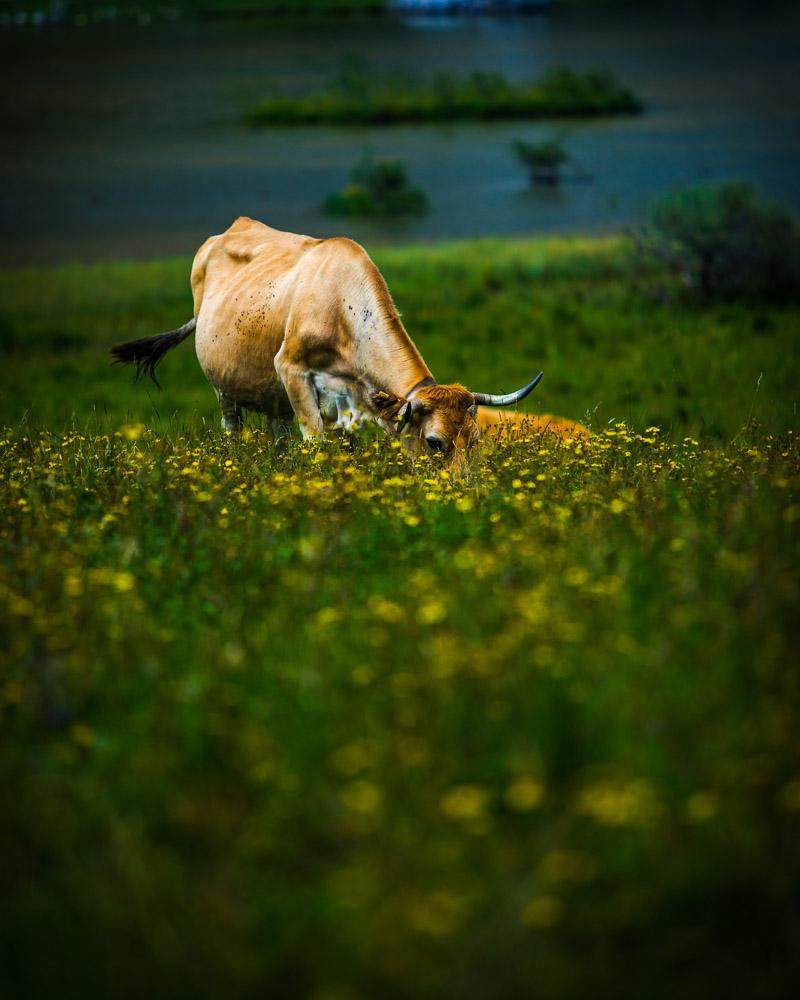 cow in flowers in front of the lago ercina covadonga