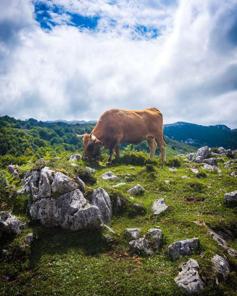 cow on the side of the trail