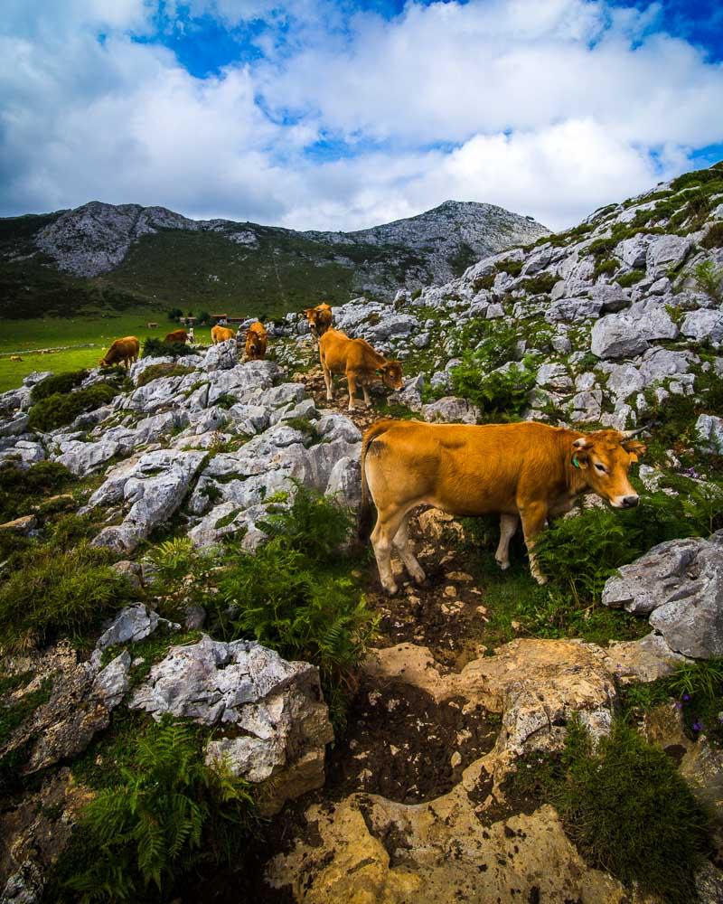 traffic jam at the covadonga lakes