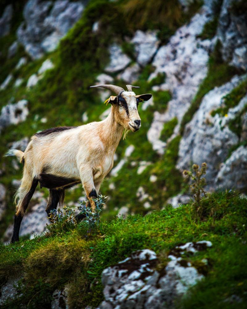 local goat spotted in covadonga