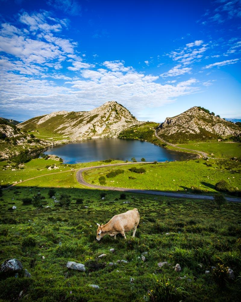 companion of my hike in the morning in covadonga lakes