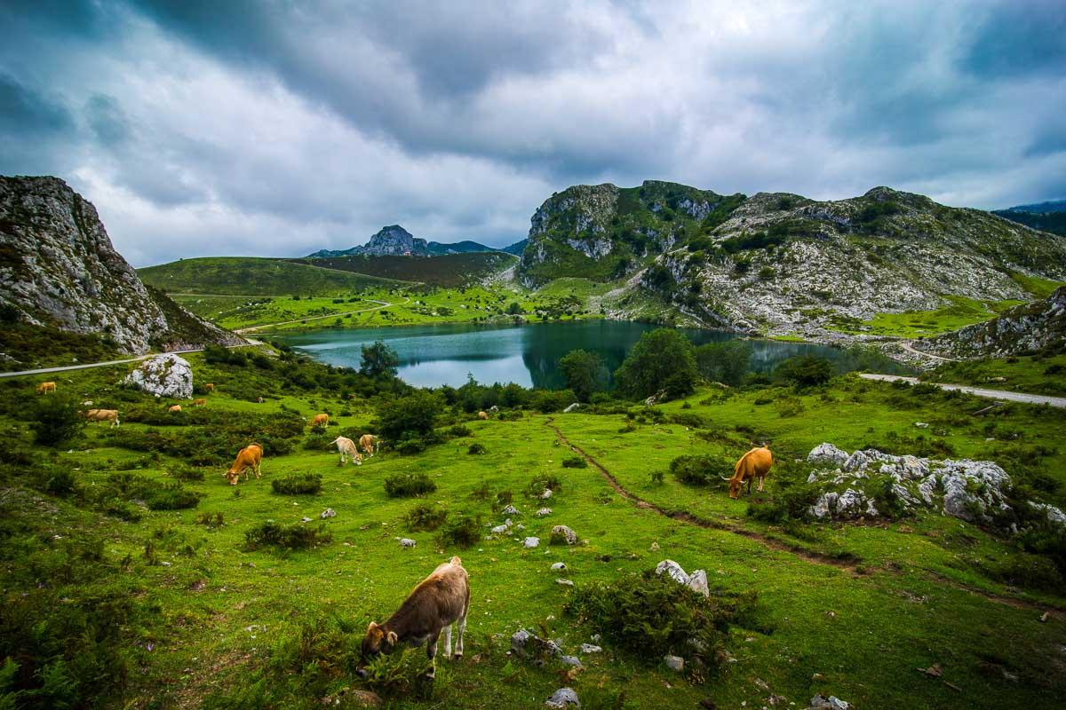 so many cows at the covadonga lakes