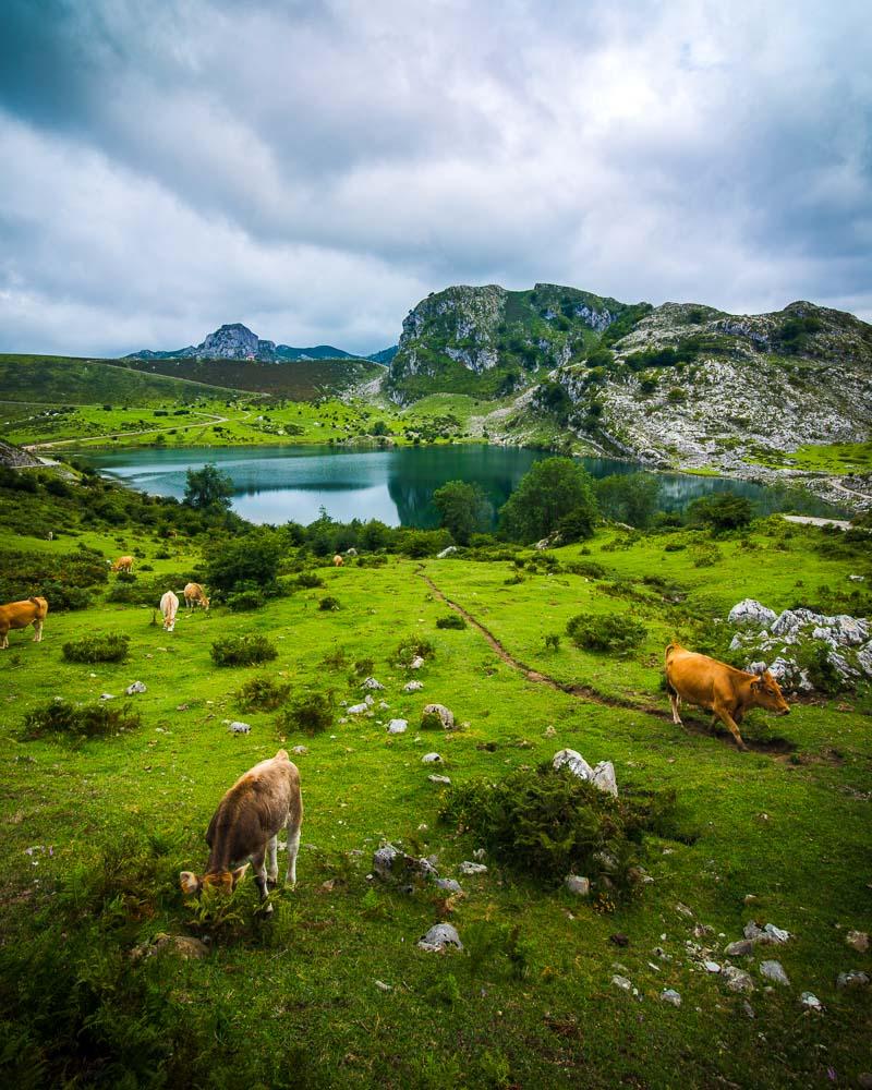 local cows in lagos de covadonga