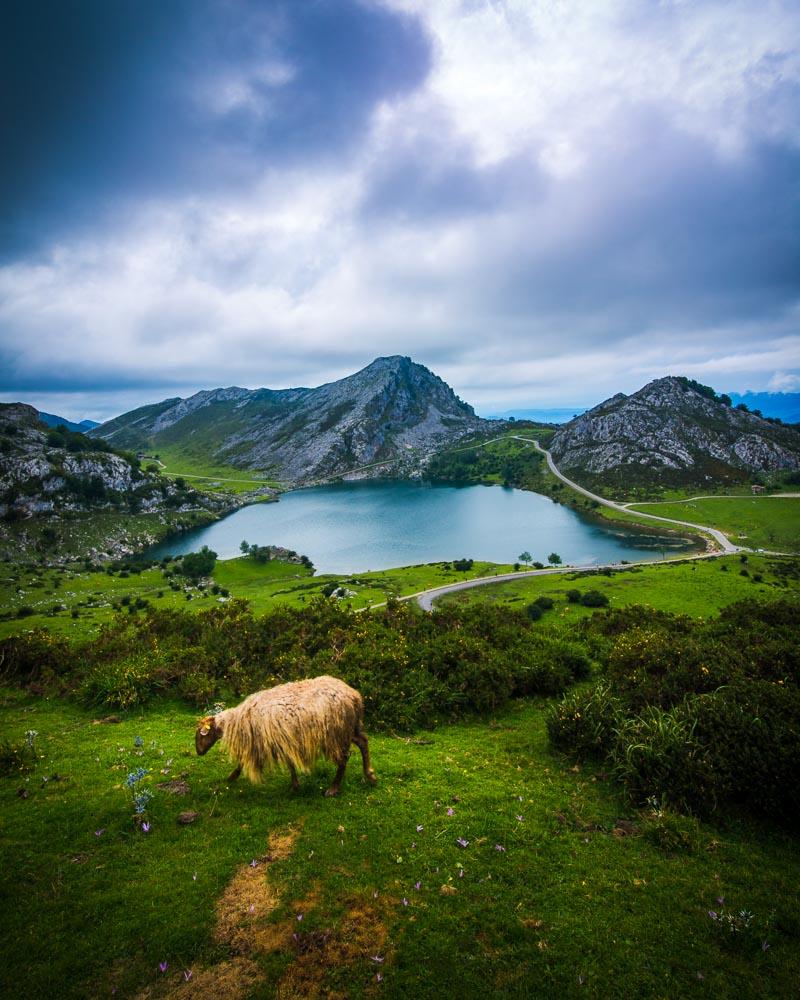 wild sheep in lagos de covadonga what to do in asturias spain