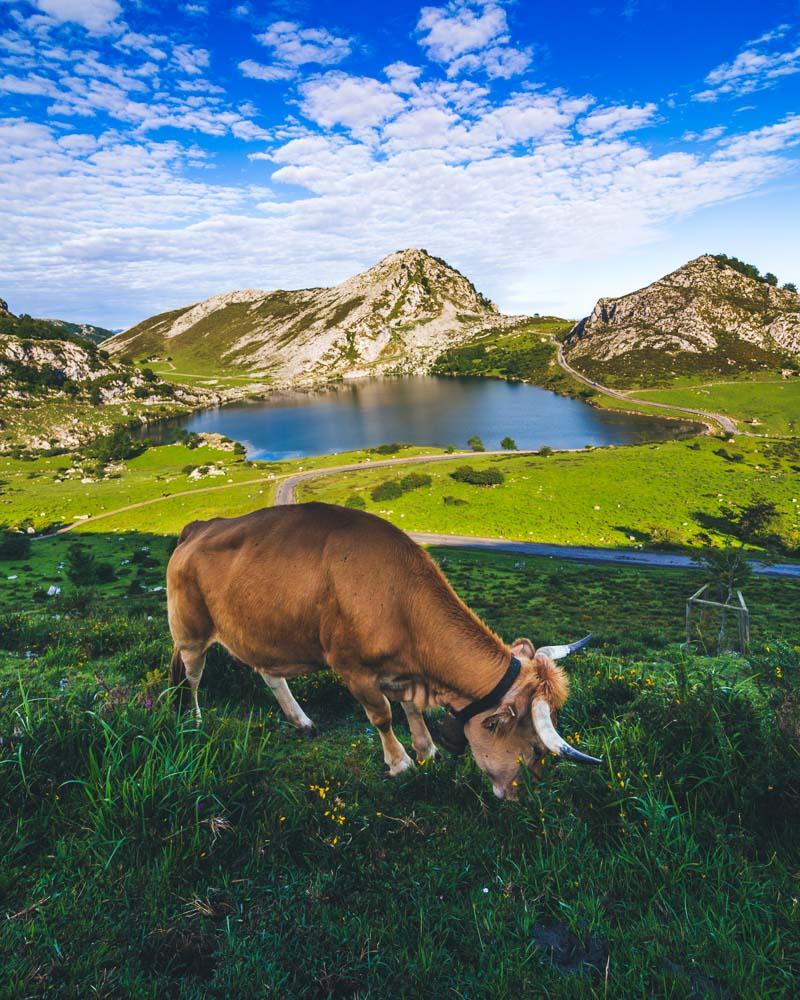 local cow in front of the lagos de covadonga