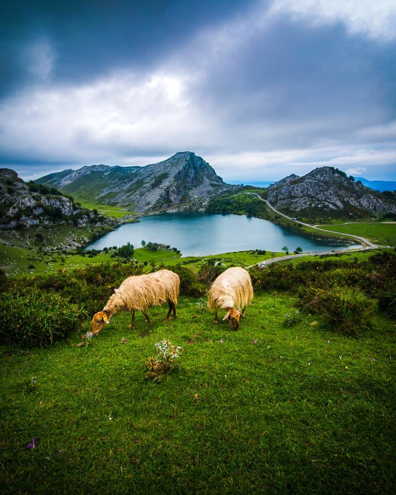 view of the lagos de covadonga in the parque nacional de los picos de europa