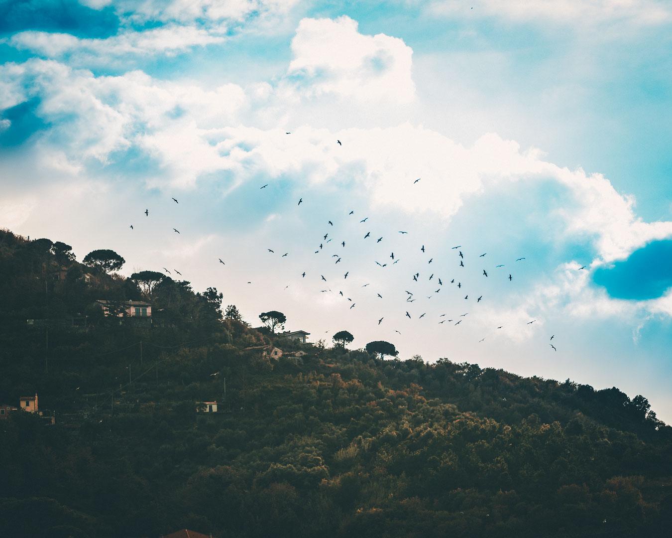 birds over levanto