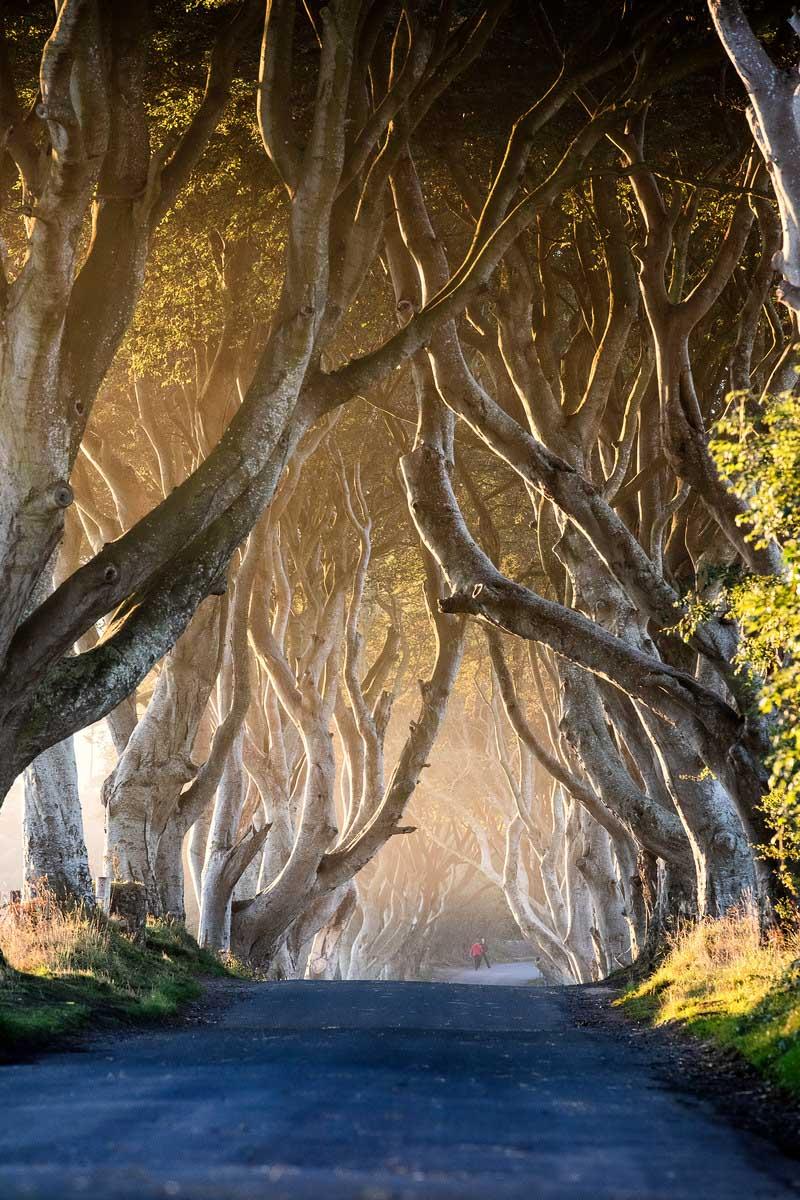 light in the dark hedges