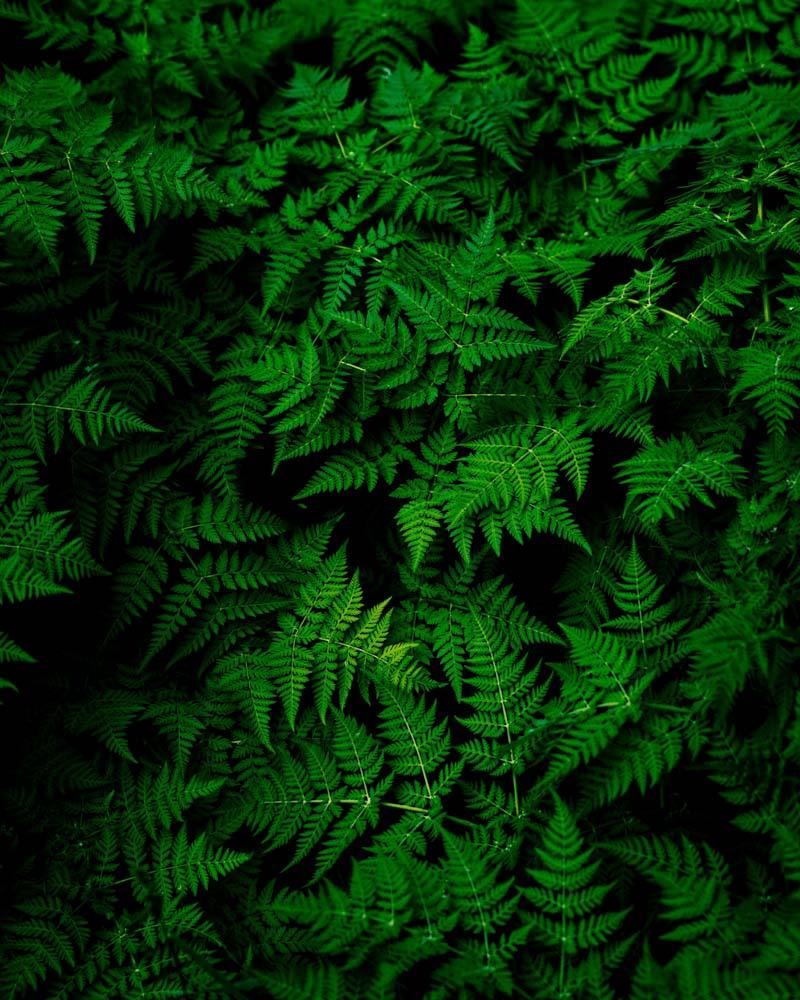 lush vegetation in sardinia