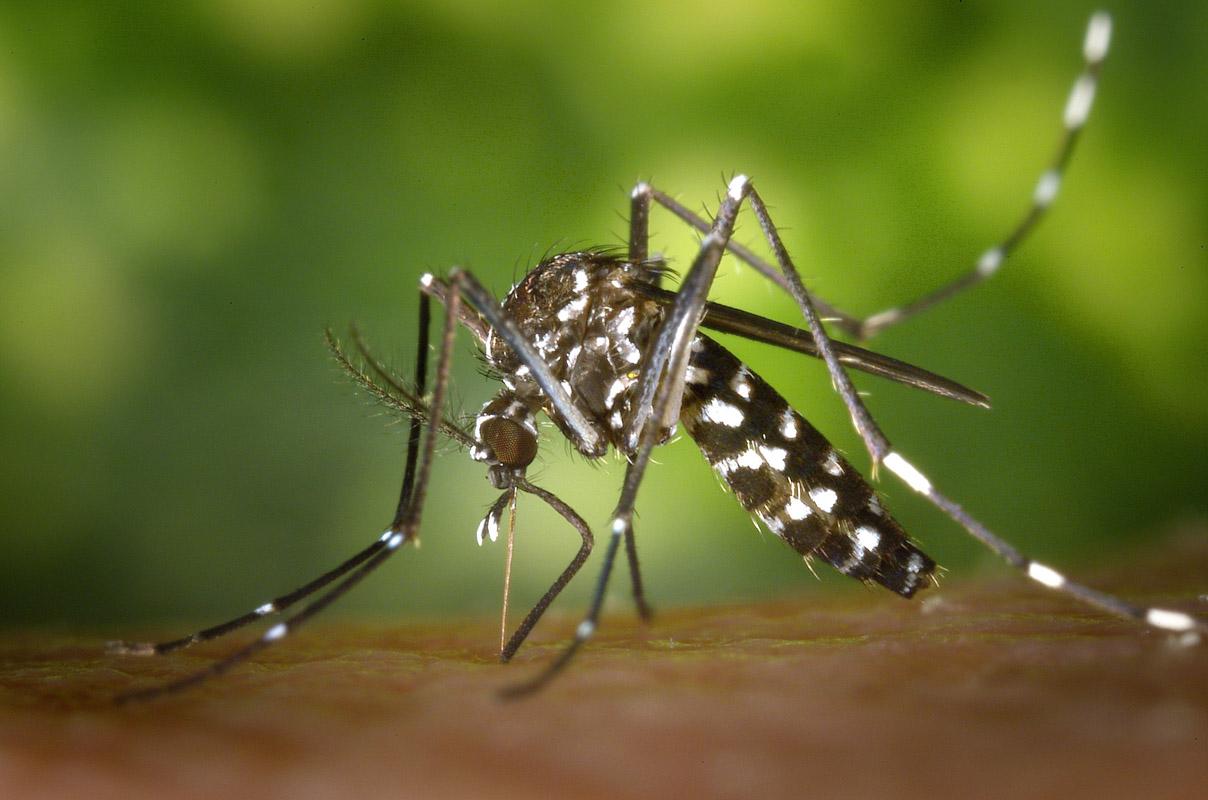 mosquito carrying malaria in sardinia