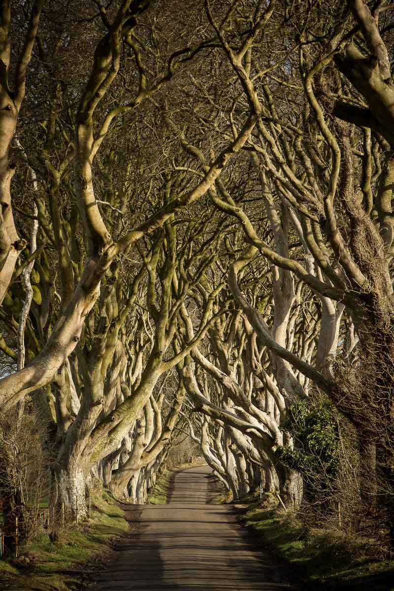 photographing the dark hedges