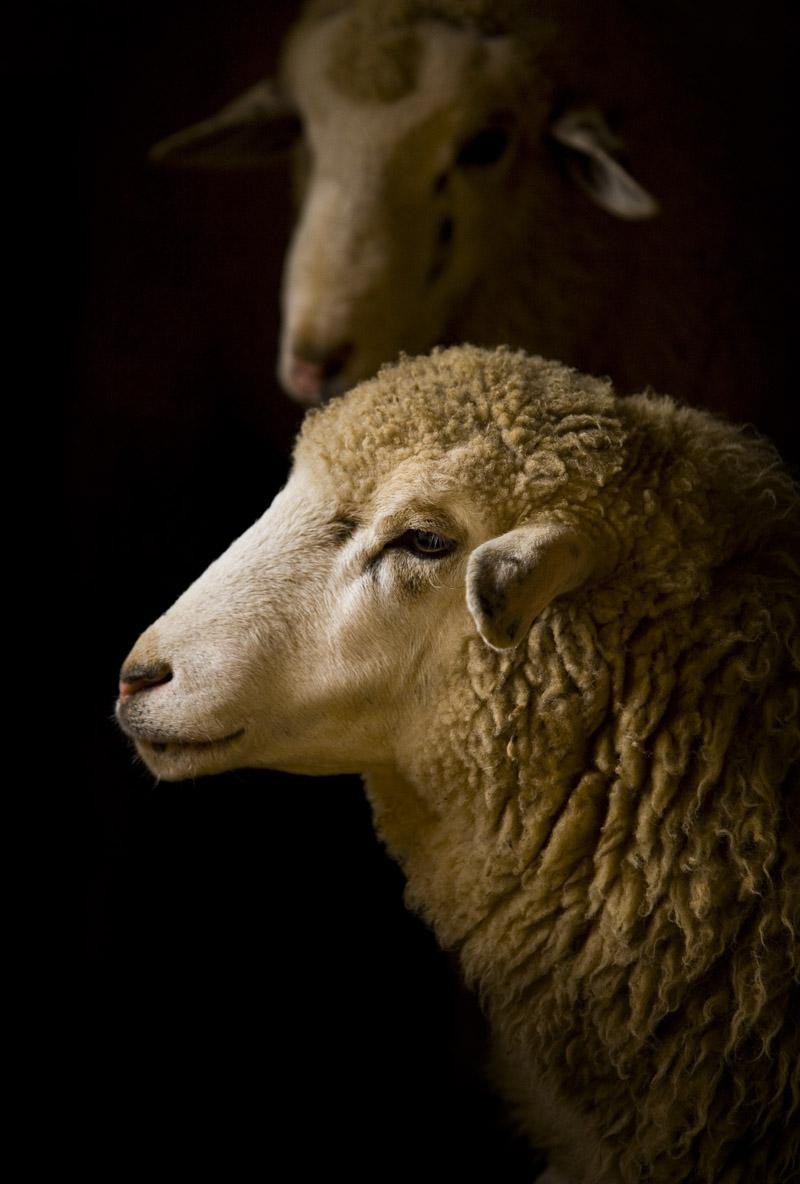 portray of a sheep