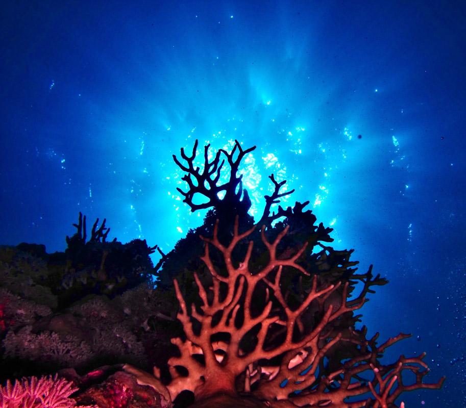 red coral in sardinia