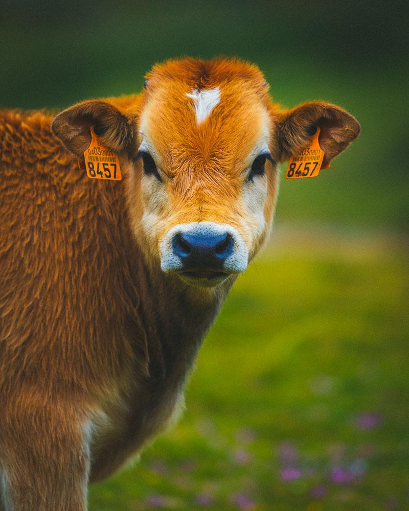 local cow at the lagos de saliencia