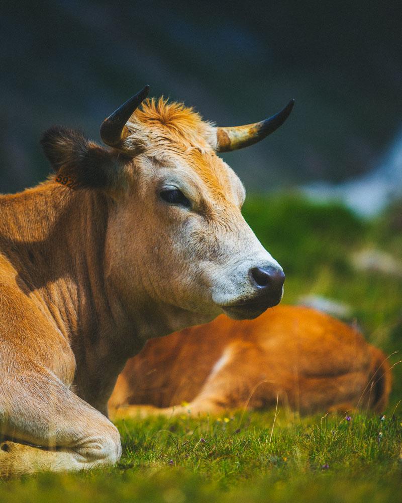 local cow on the ruta de los lagos somiedo