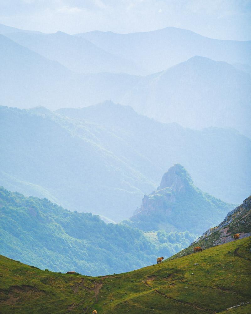 lone cows in the valle de lago