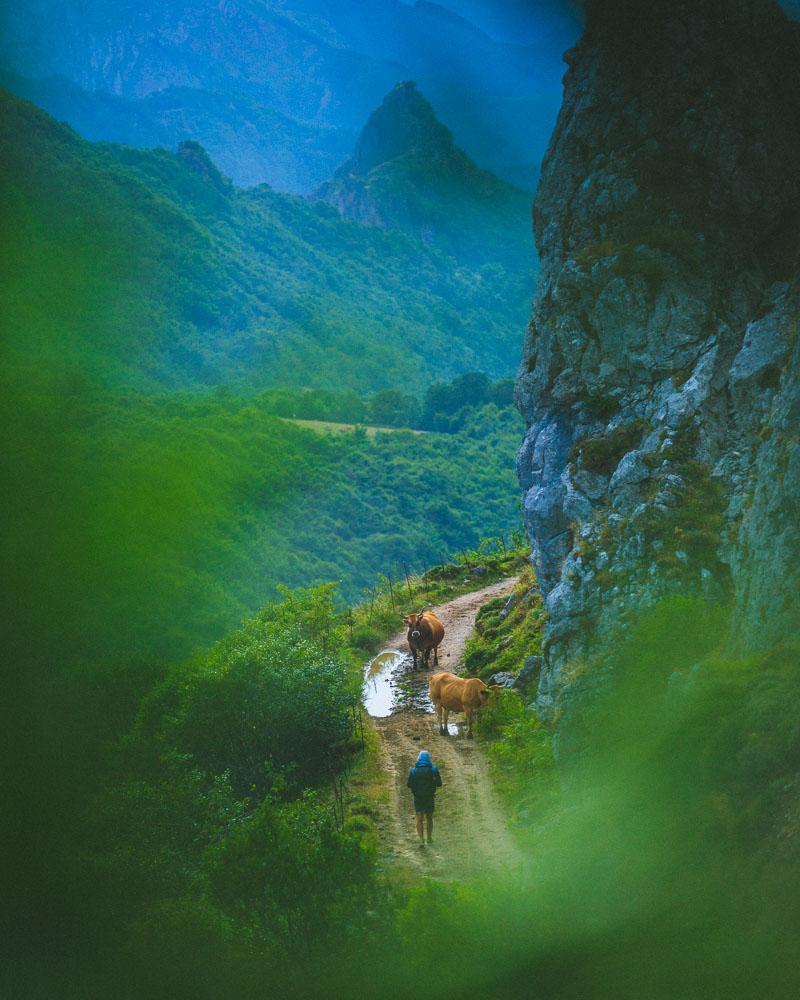 laurent facing the cows blocking the road in somiedo