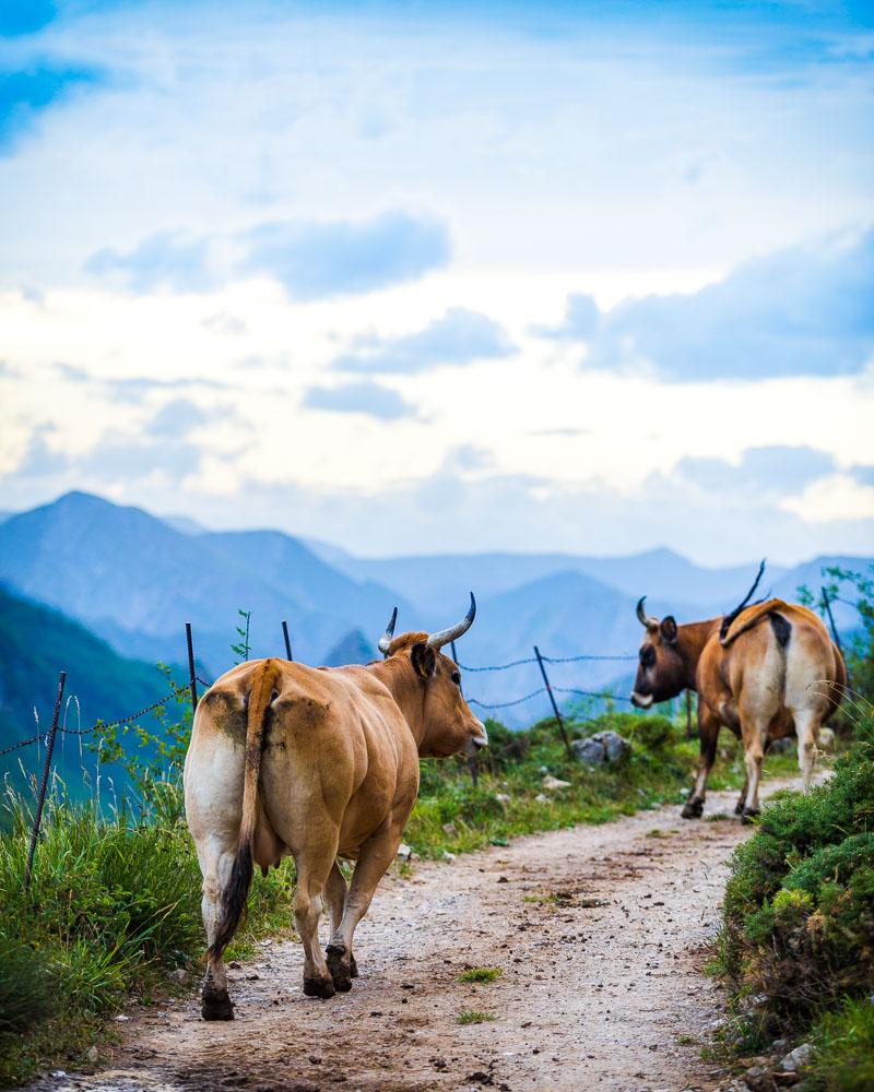 local cows leading the way in somiedo