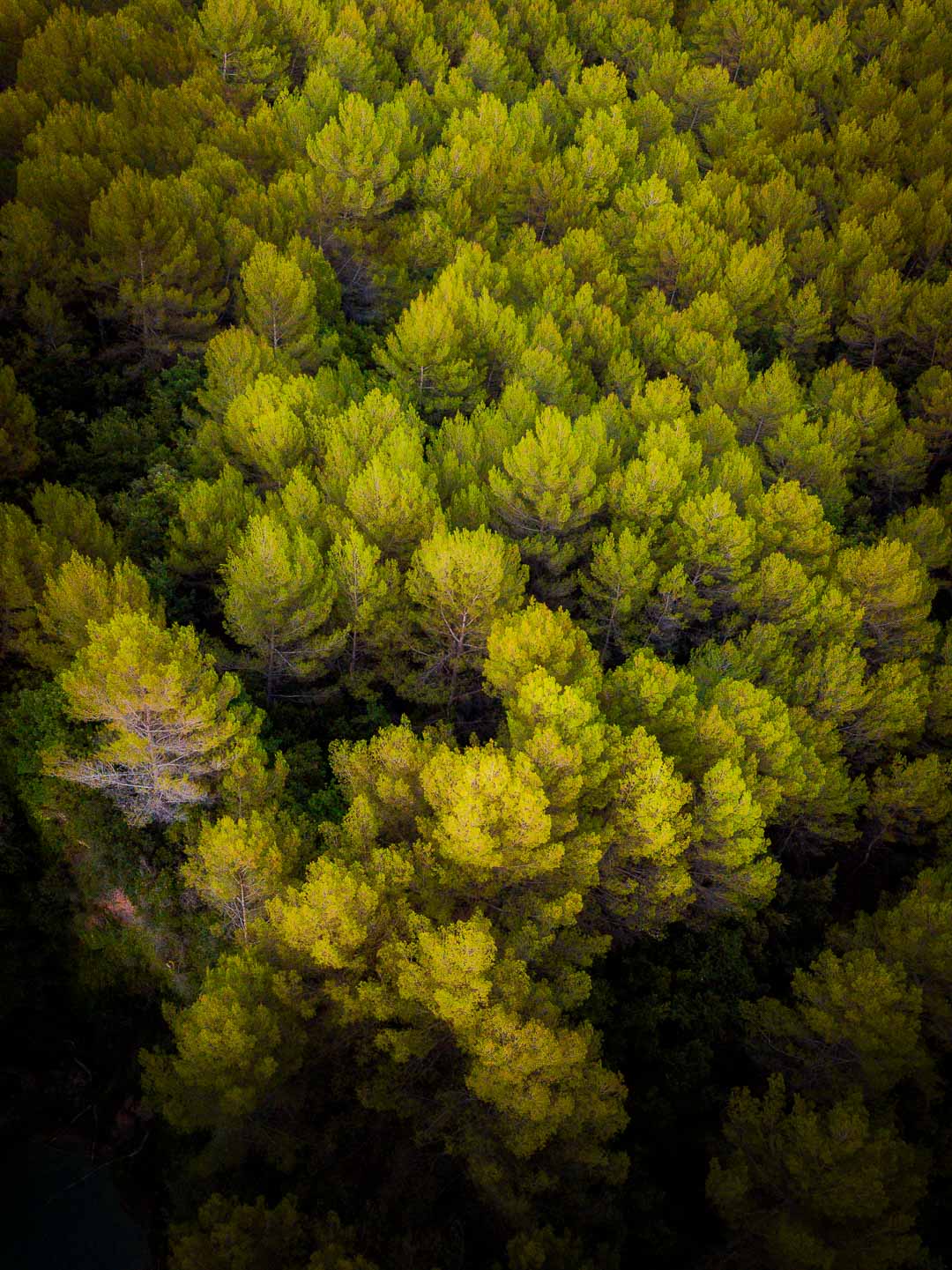 golden trees next to sillans la cascade var france