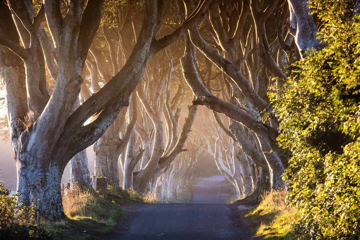 sunrise in the dark hedges northern ireland