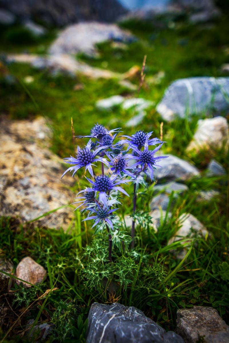 purple flowers in the mountains