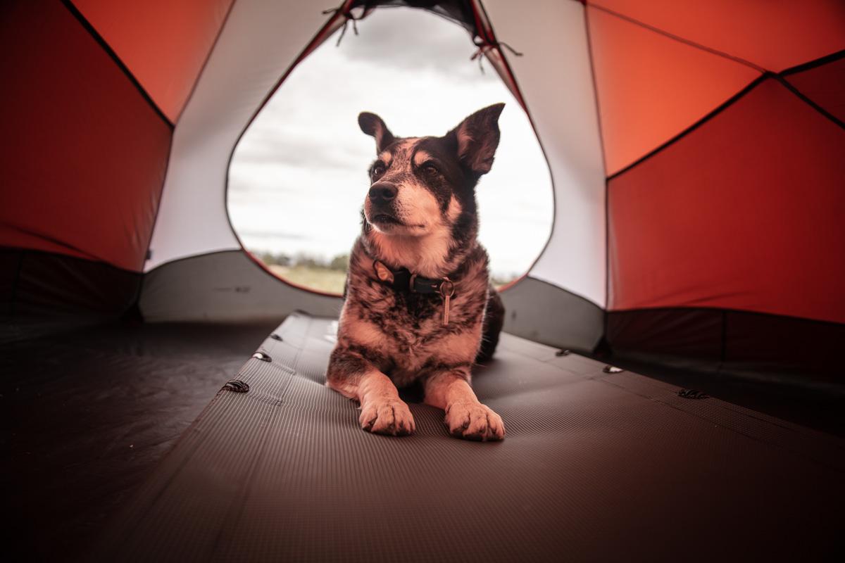 a dog laying in a 6 man tent with porch