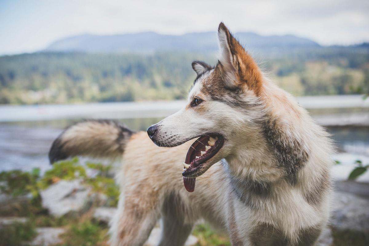 The Best Tents for Dogs [2025] – Full Buyer’s Guide & Reviews