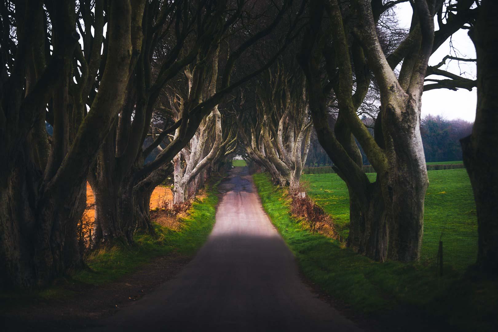 dark hedges northern ireland