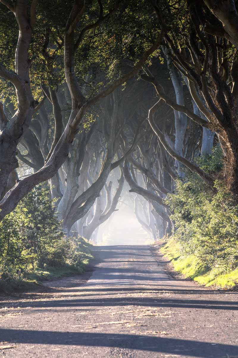 the dark hedges bleech trees