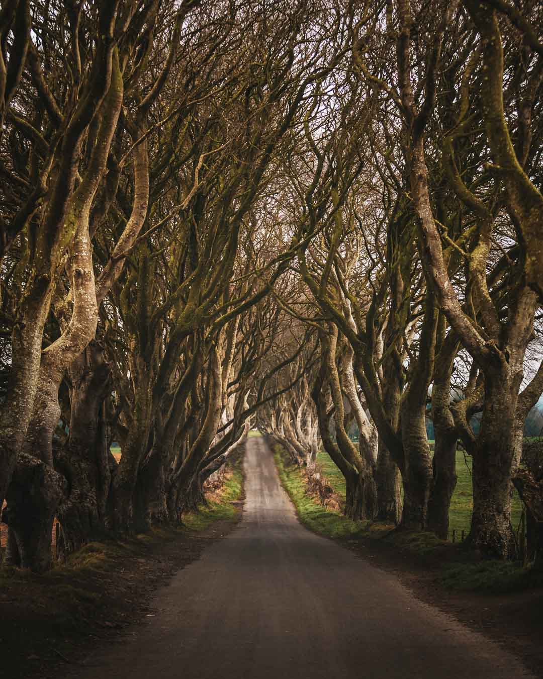 the dark hedges with light in the trees