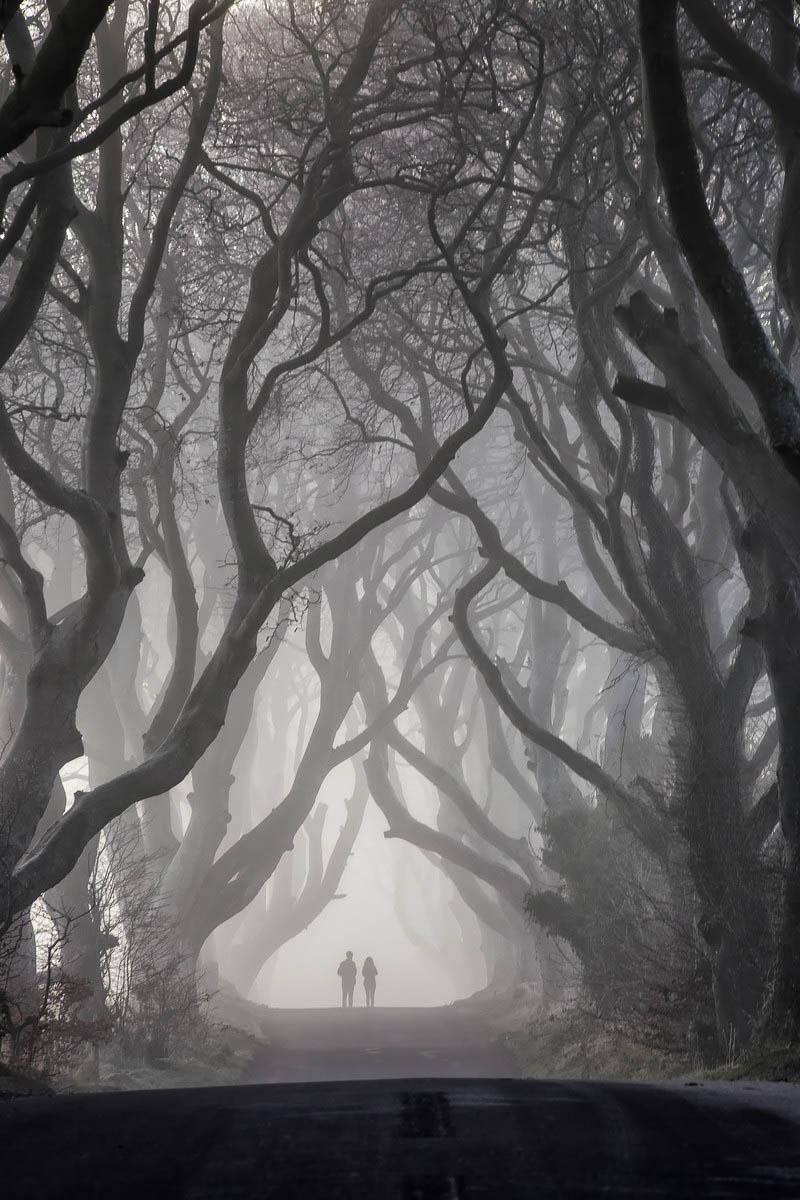 the grey lady in the dark hedges