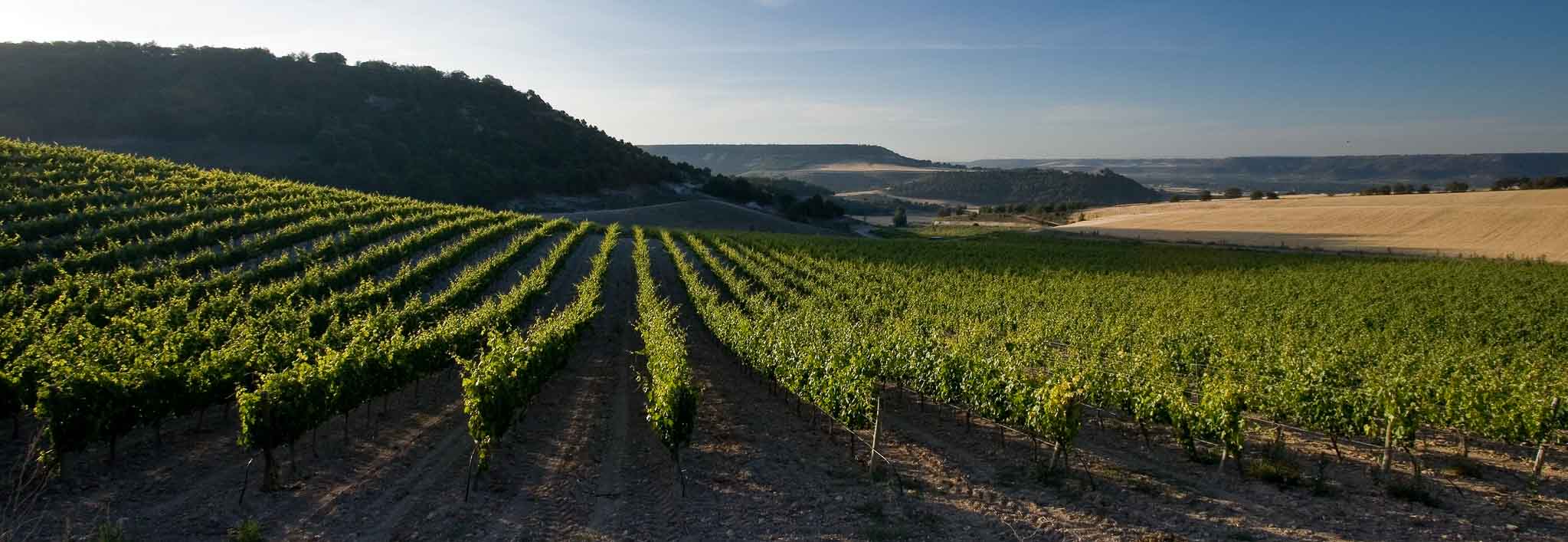 the vineyards at ribera del duero spain one of the day trips in madrid