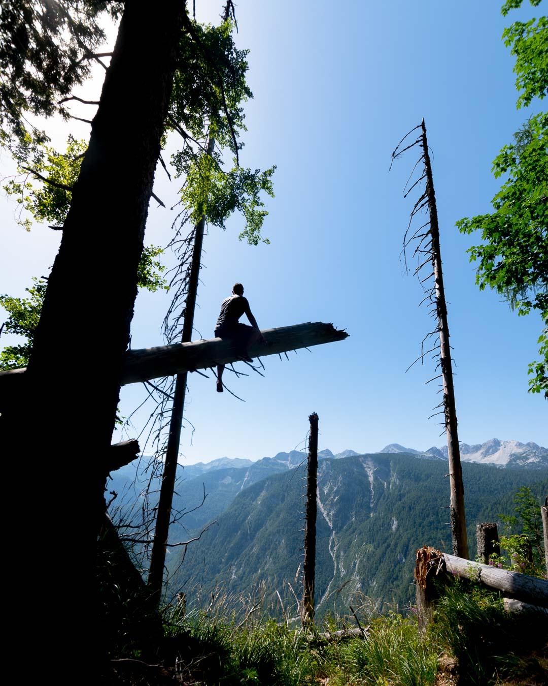 Tree climbing in Triglav National Park