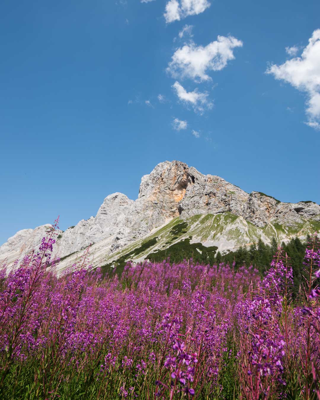 Flowers in Triglav National Park