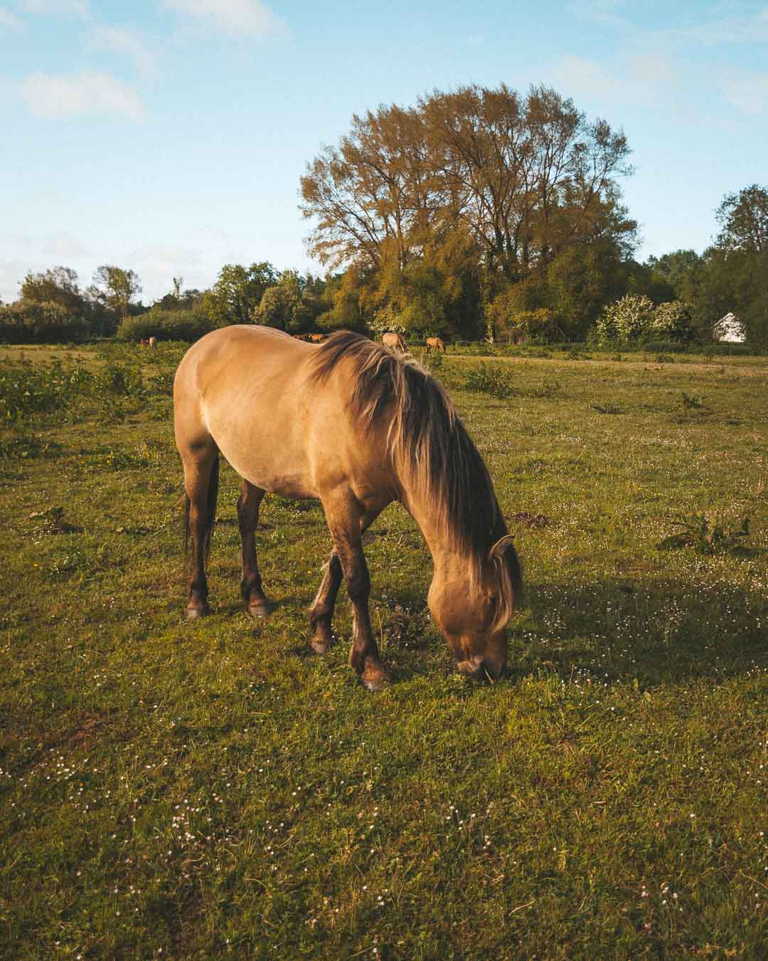 horse in the pen eating grass