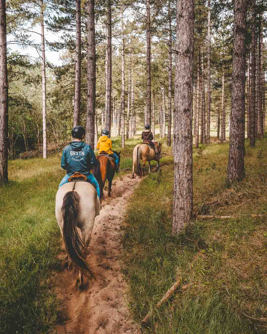 horse riding in the forest in the domaine du marquenterre