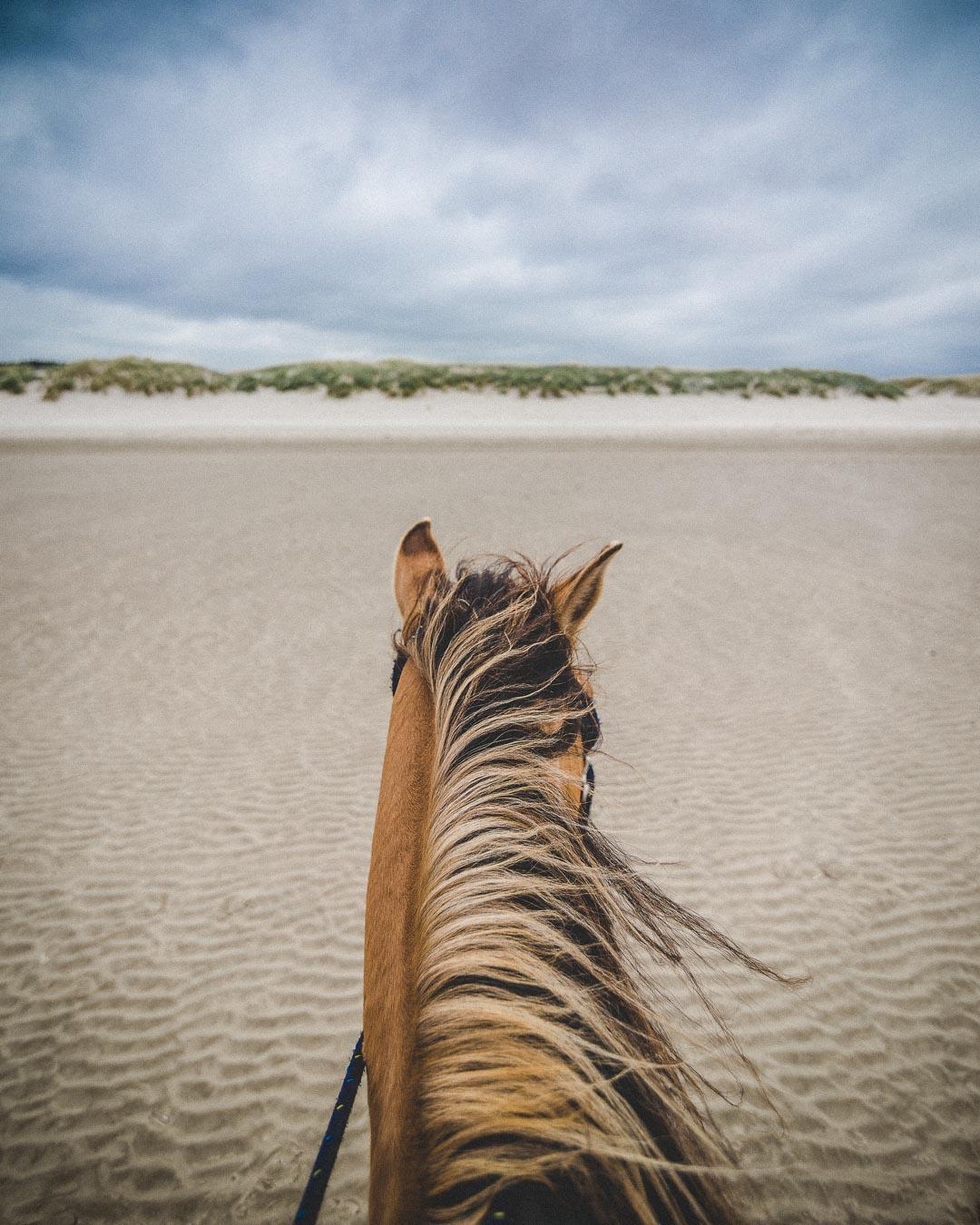 view from the horse