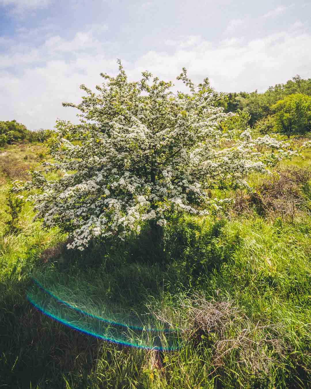 tree in the domaine du marquenterre