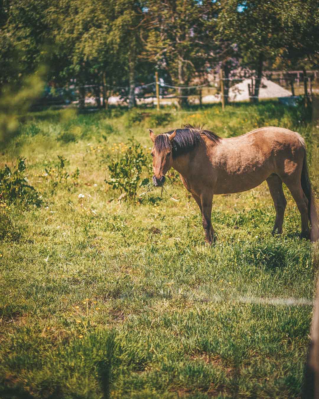 finding my horse to go horseback riding