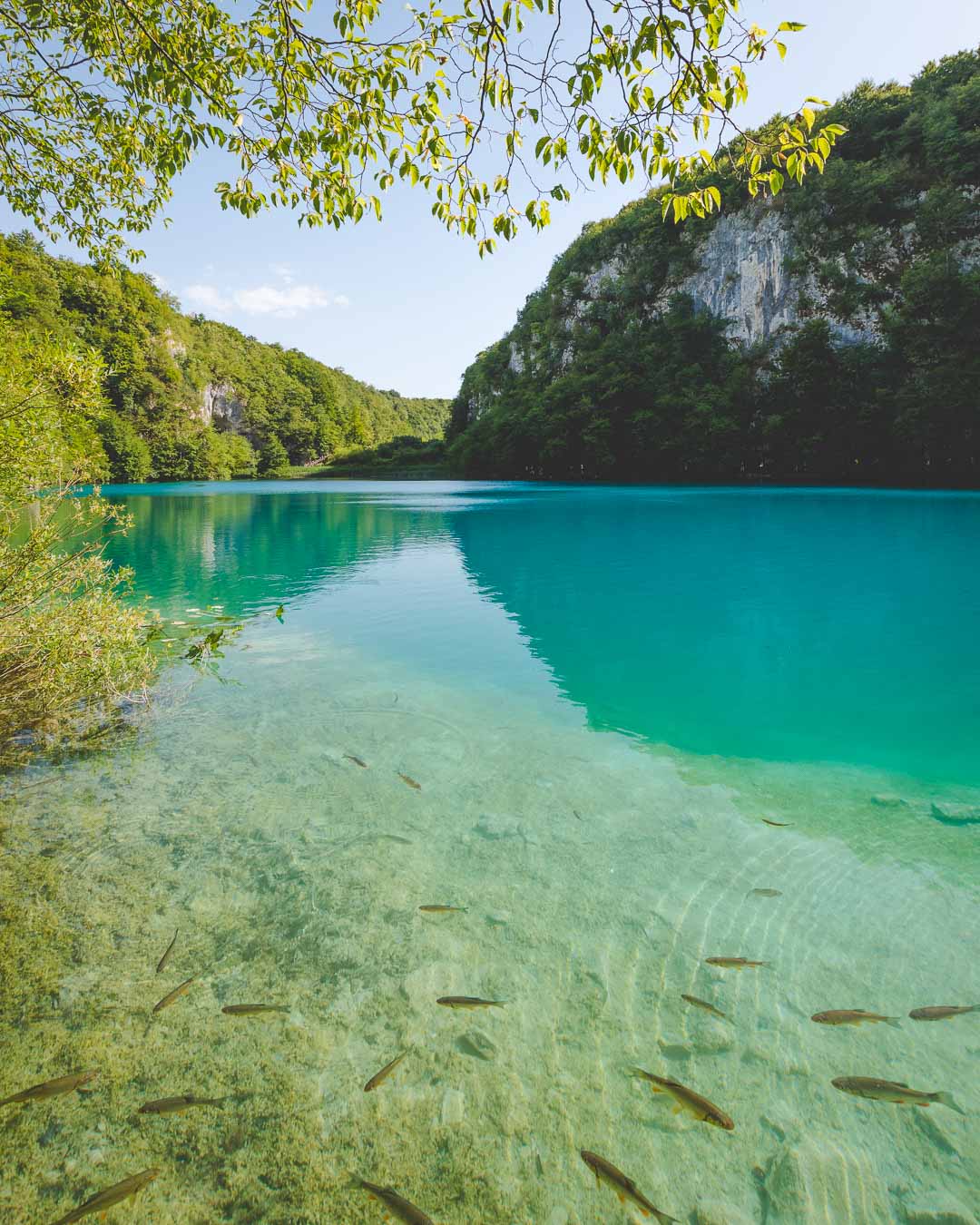 fishes and turquoise water in croatia
