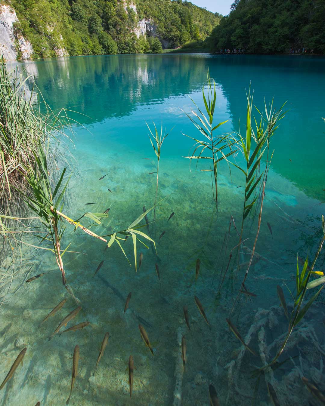 fishes in plitvice lakes