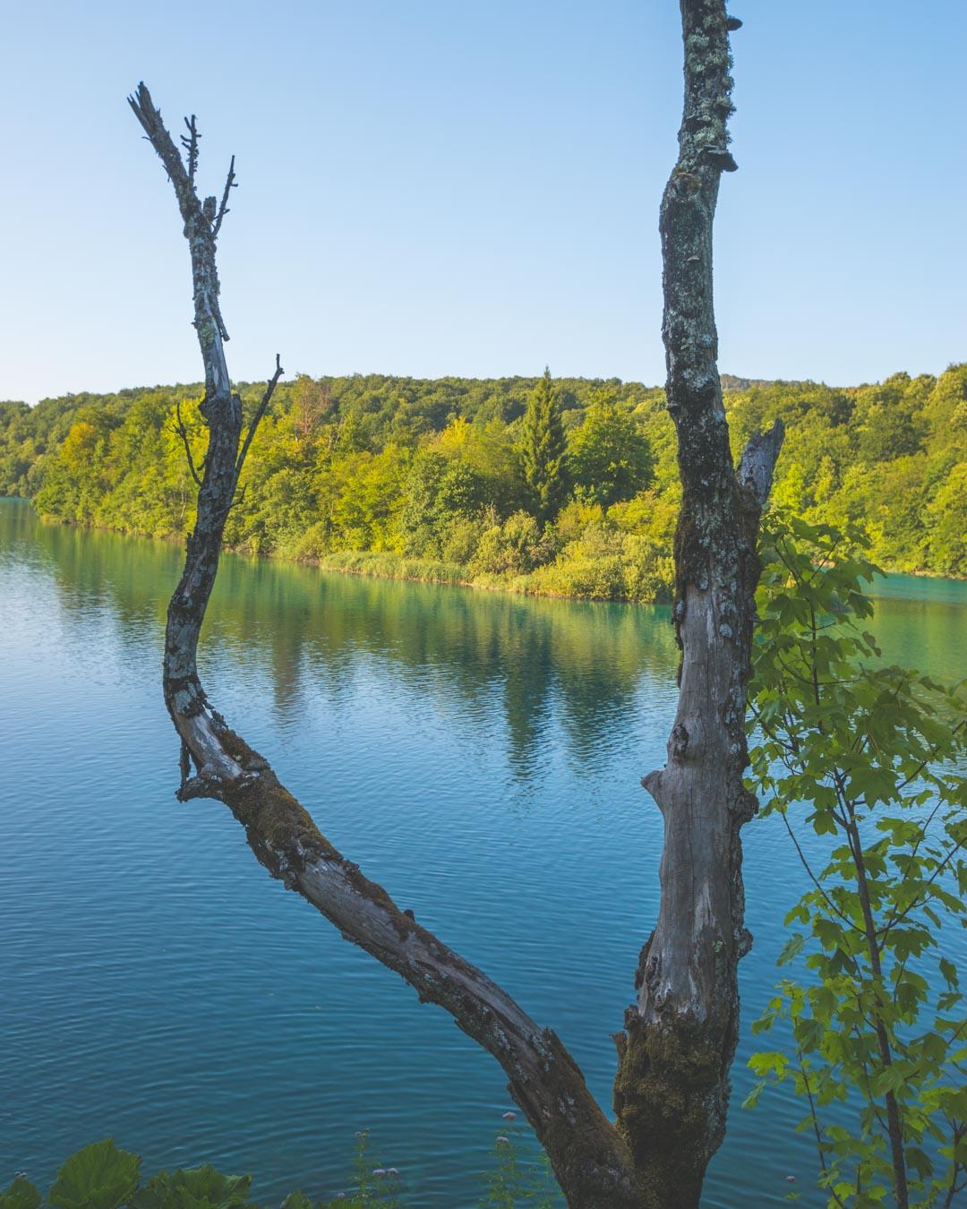 dead tree in plitvice