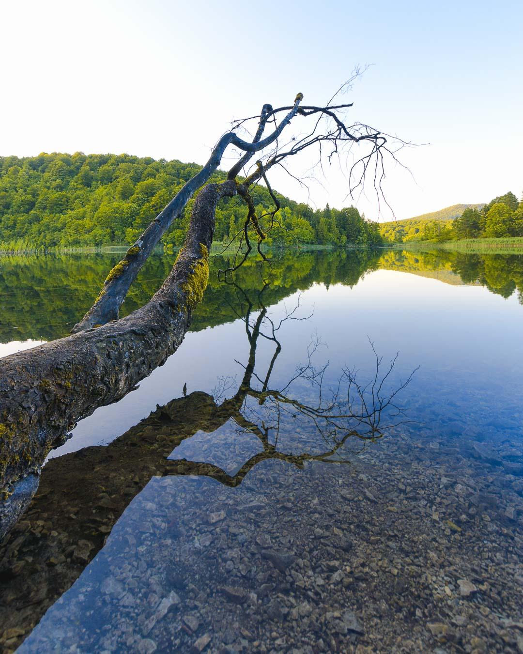 dead tree reflecting in plitvice lakes