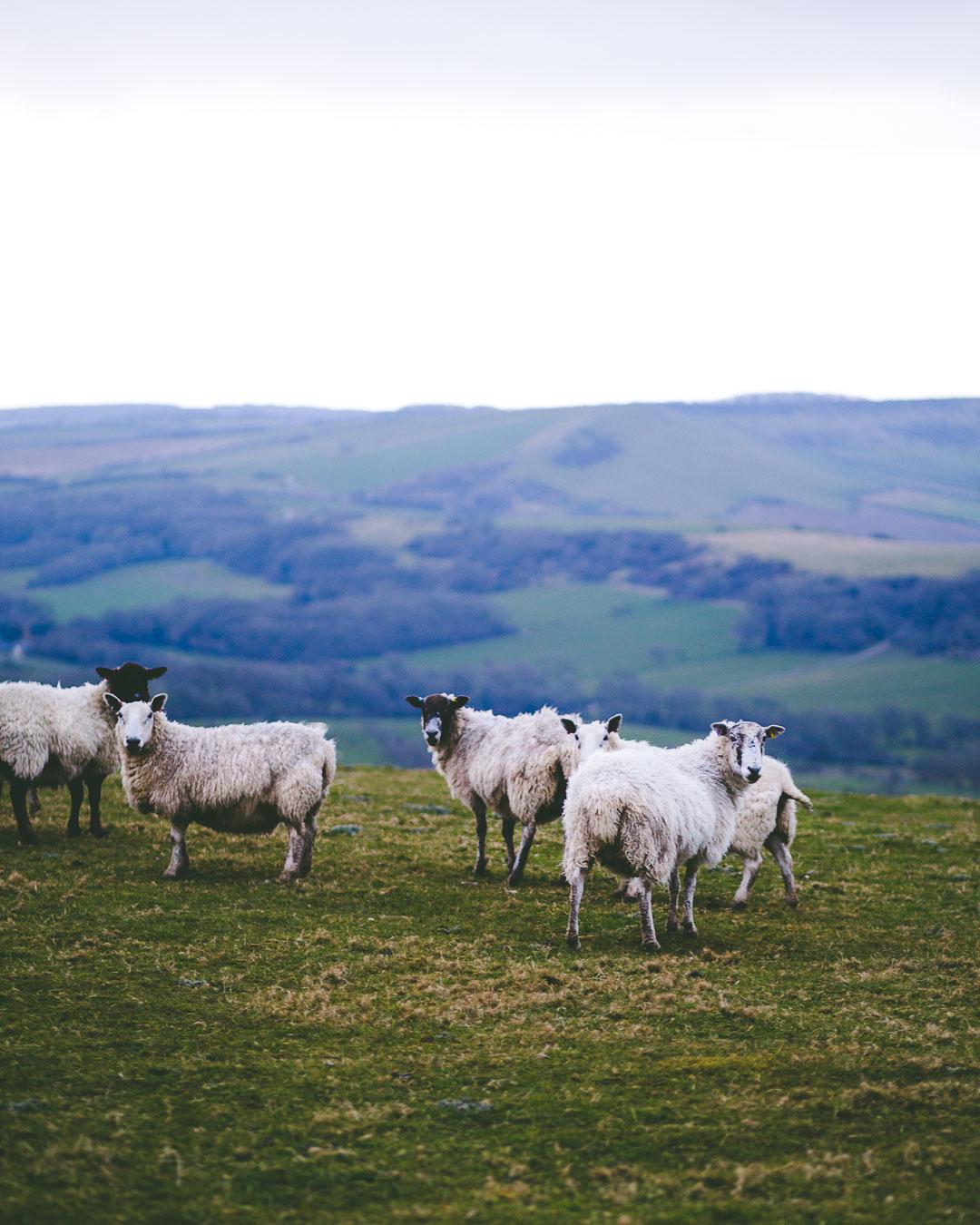 sheeps in worbarrow bay
