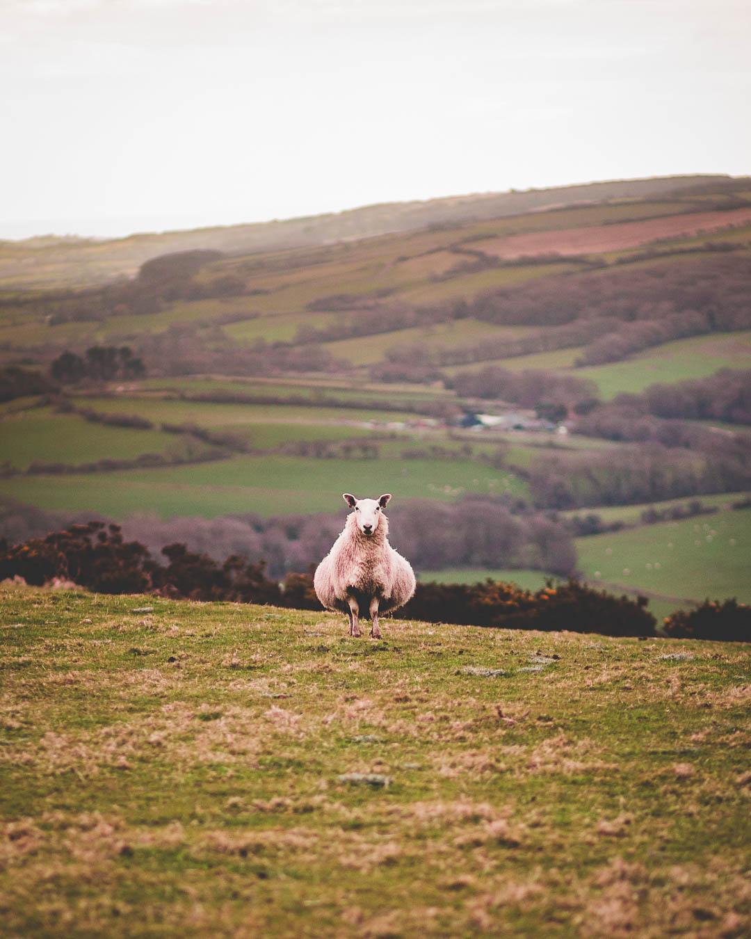 single sheep at sunset in worbarrow bay