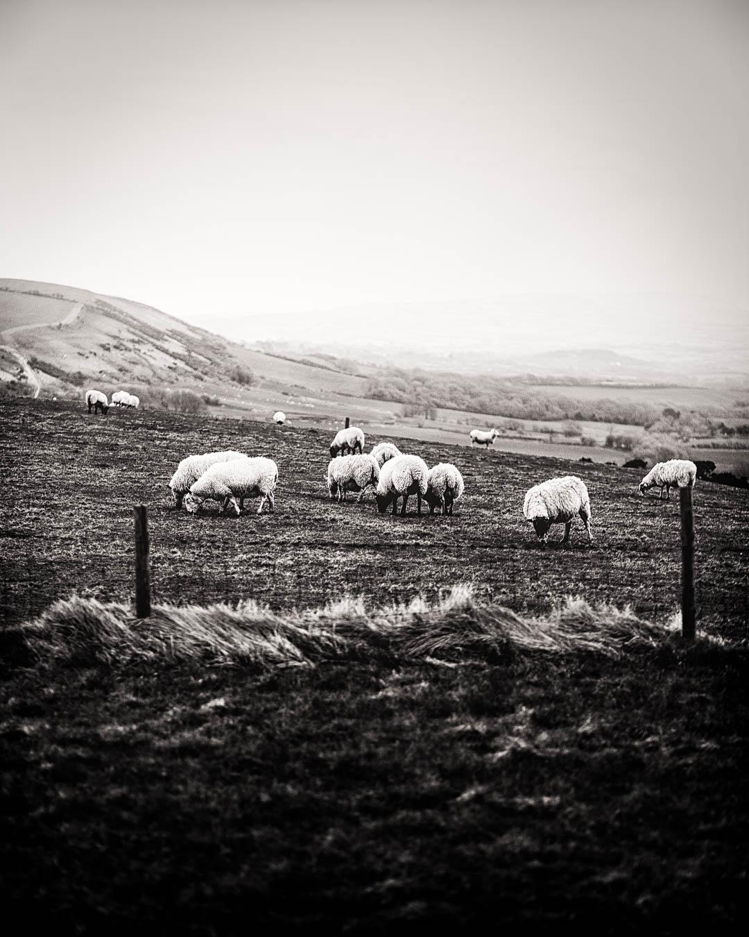 sheeps in worbarrow black and white