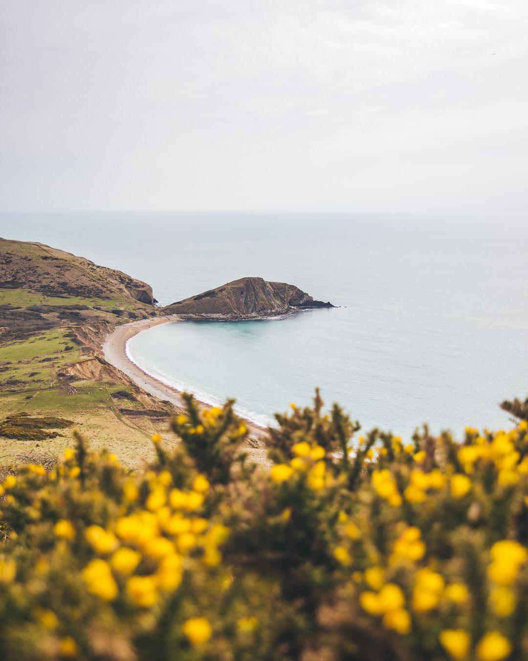 flowers on the worbarrow bay hike